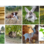 Nouveau site web pour le cabinet vétérinaire de Longchamps